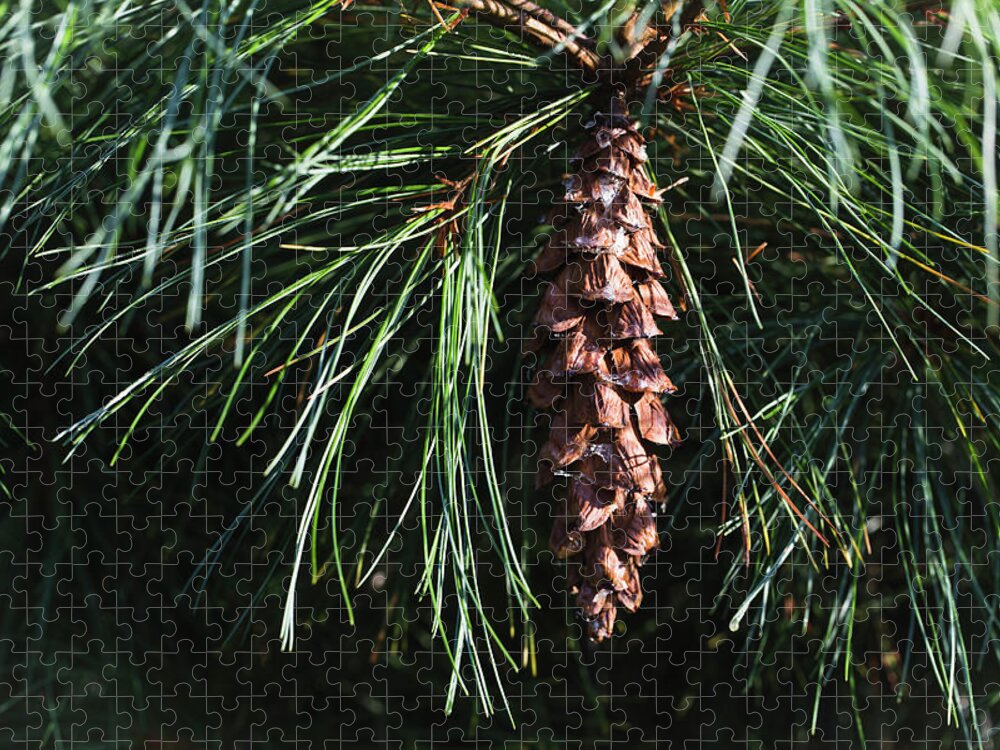 Andrew Pacheco Jigsaw Puzzle featuring the photograph White Pine Cone by Andrew Pacheco