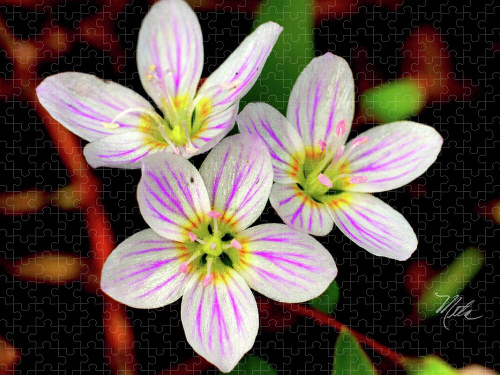 Macro Photography Jigsaw Puzzle featuring the photograph Virginia Spring Beauty Flower by Meta Gatschenberger