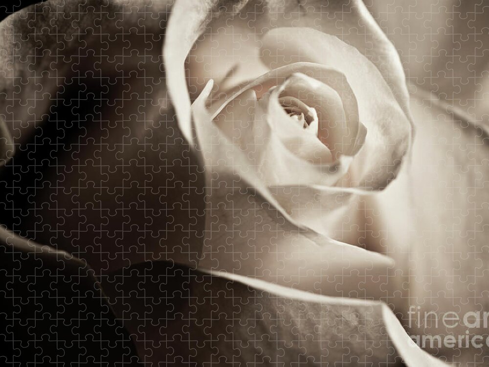 White Rose Jigsaw Puzzle featuring the photograph White Rose in sepia 2 by Micah May