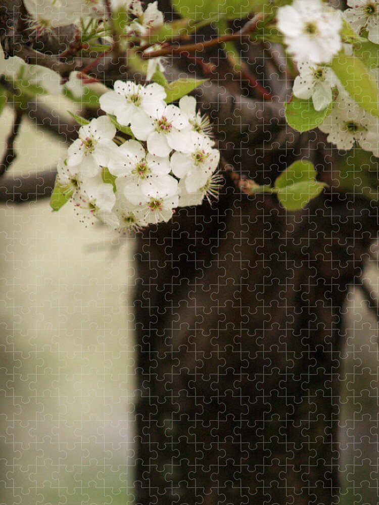 Flowers Jigsaw Puzzle featuring the photograph White Spring Blossoms II by Dorothy Lee