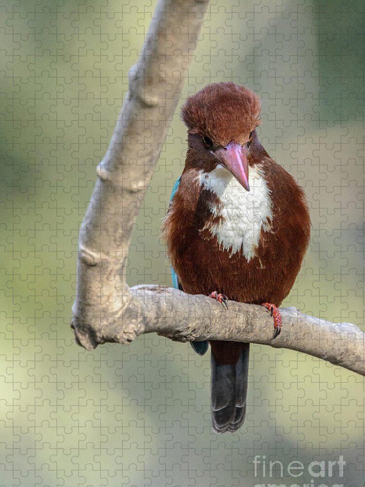 Bird Jigsaw Puzzle featuring the photograph White-throated Kingfisher 01 by Werner Padarin
