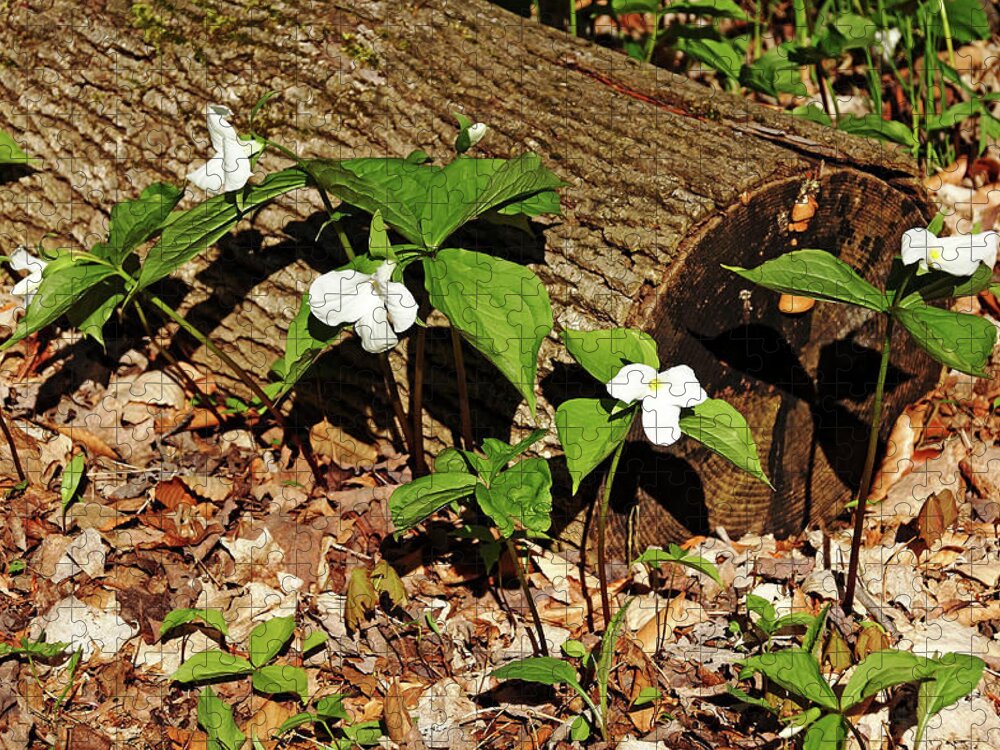 Trilliums Jigsaw Puzzle featuring the photograph White Trilliums by Debbie Oppermann