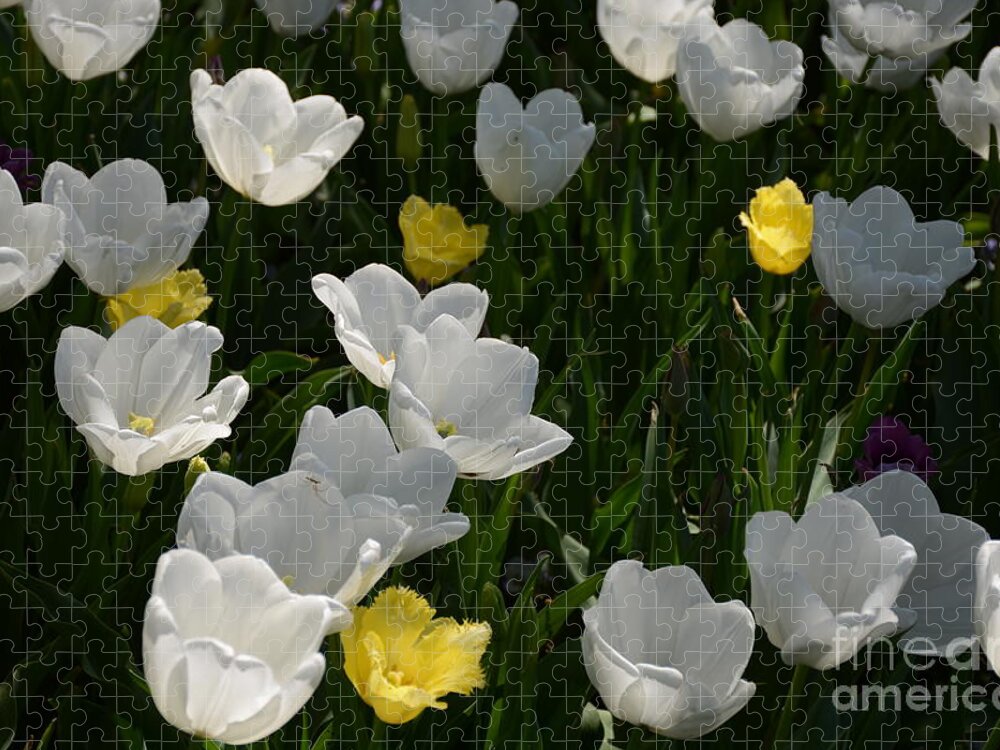 White Tulips Jigsaw Puzzle featuring the painting Happy Day by Constance Woods