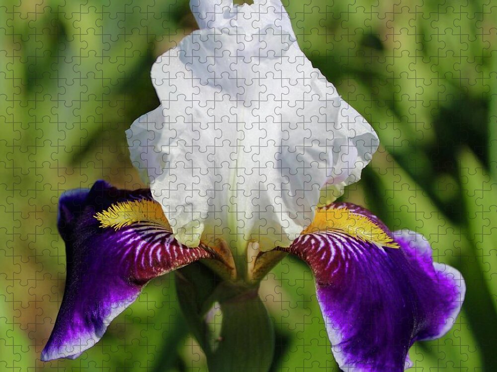 Photograph Jigsaw Puzzle featuring the photograph White Violet Iris Invitation by M E