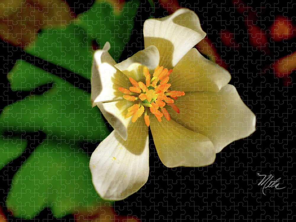 Macro Photography Jigsaw Puzzle featuring the photograph Bloodroot White Flower by Meta Gatschenberger