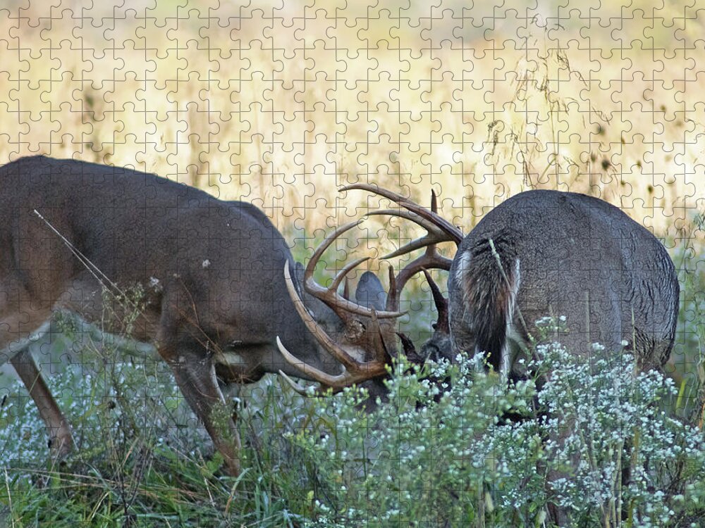 Whitetail Buck Jigsaw Puzzle featuring the photograph Whitetail Battle in Cades Cove by TnBackroadsPhotos