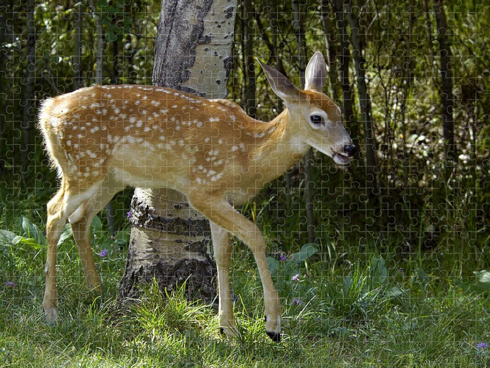Fawn Jigsaw Puzzle featuring the photograph Whitetail Fawn by Gary Beeler