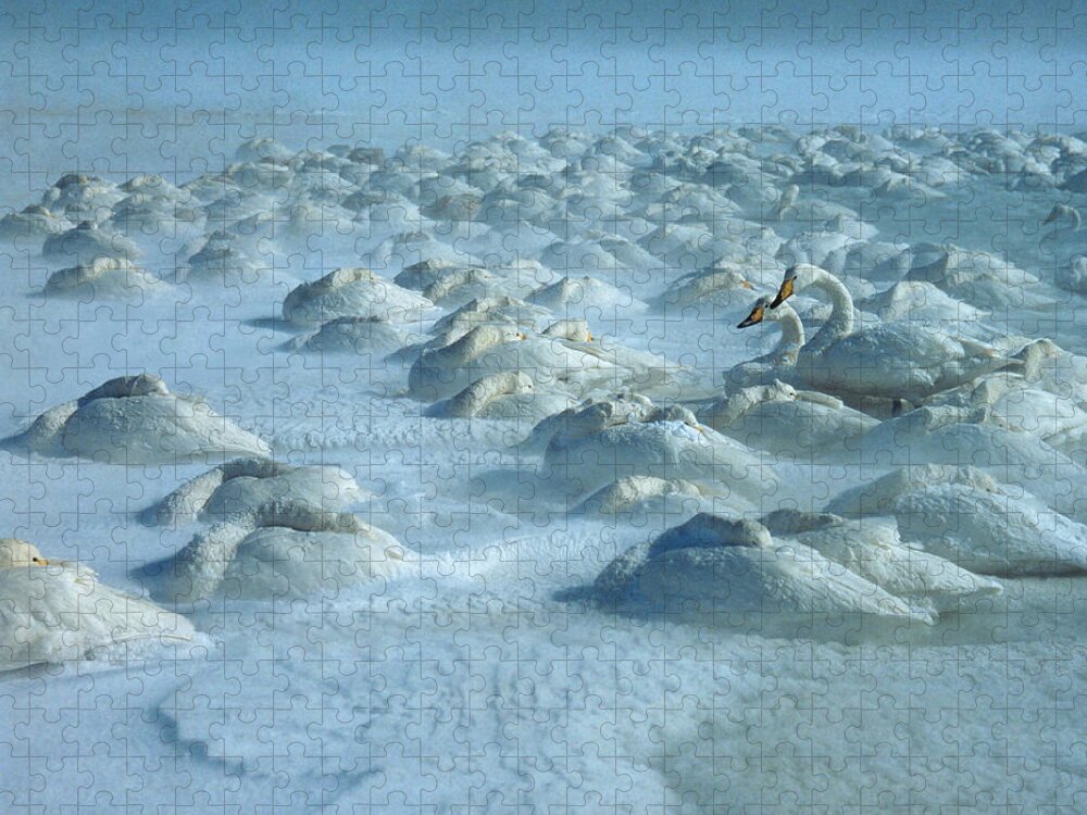 Whooper Swan Jigsaw Puzzle featuring the photograph Whooper Swans in Snow by Teiji Saga and Photo Researchers