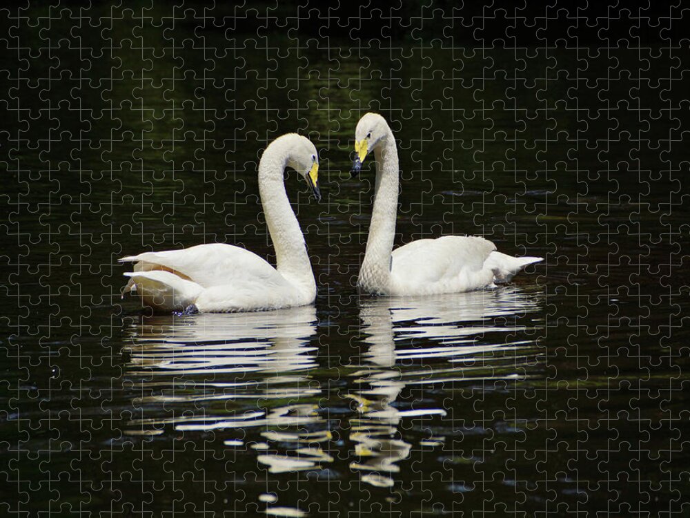 Whooper Swan Jigsaw Puzzle featuring the photograph Whooper Swans by Sandy Keeton