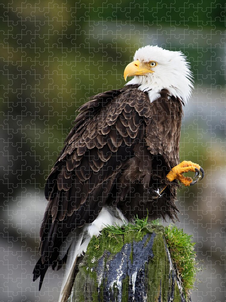 United States Jigsaw Puzzle featuring the photograph Who's Back There? -- Bald Eagle at Sitka, Alaska by Darin Volpe