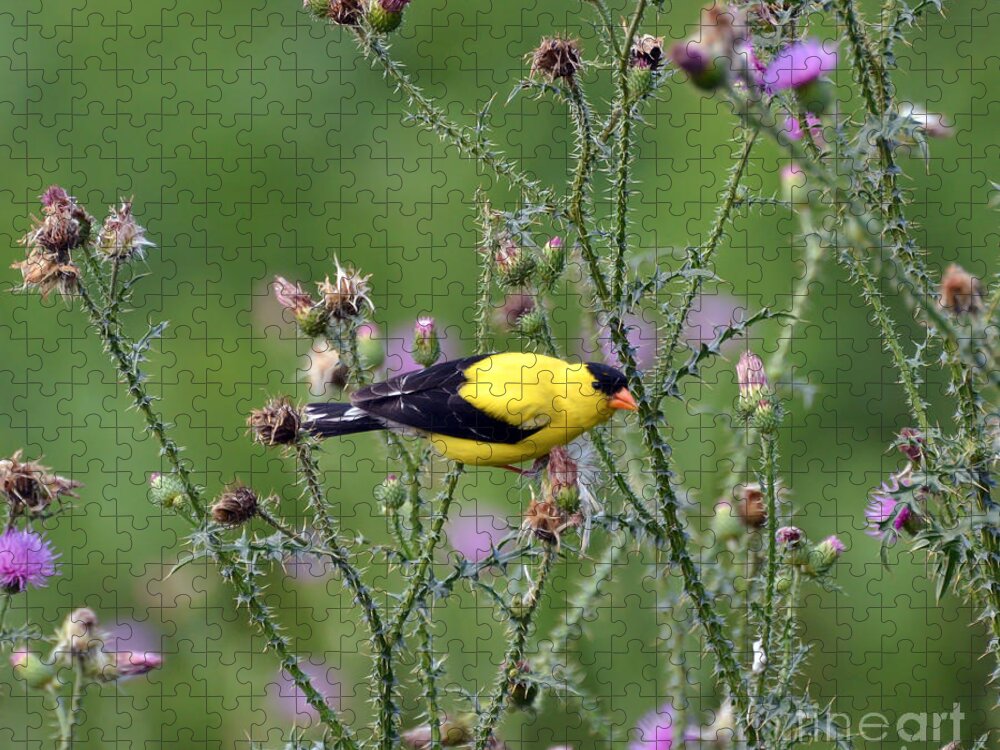 Goldfinch Jigsaw Puzzle featuring the photograph Wild Birds - American Goldfinch Male by Kerri Farley