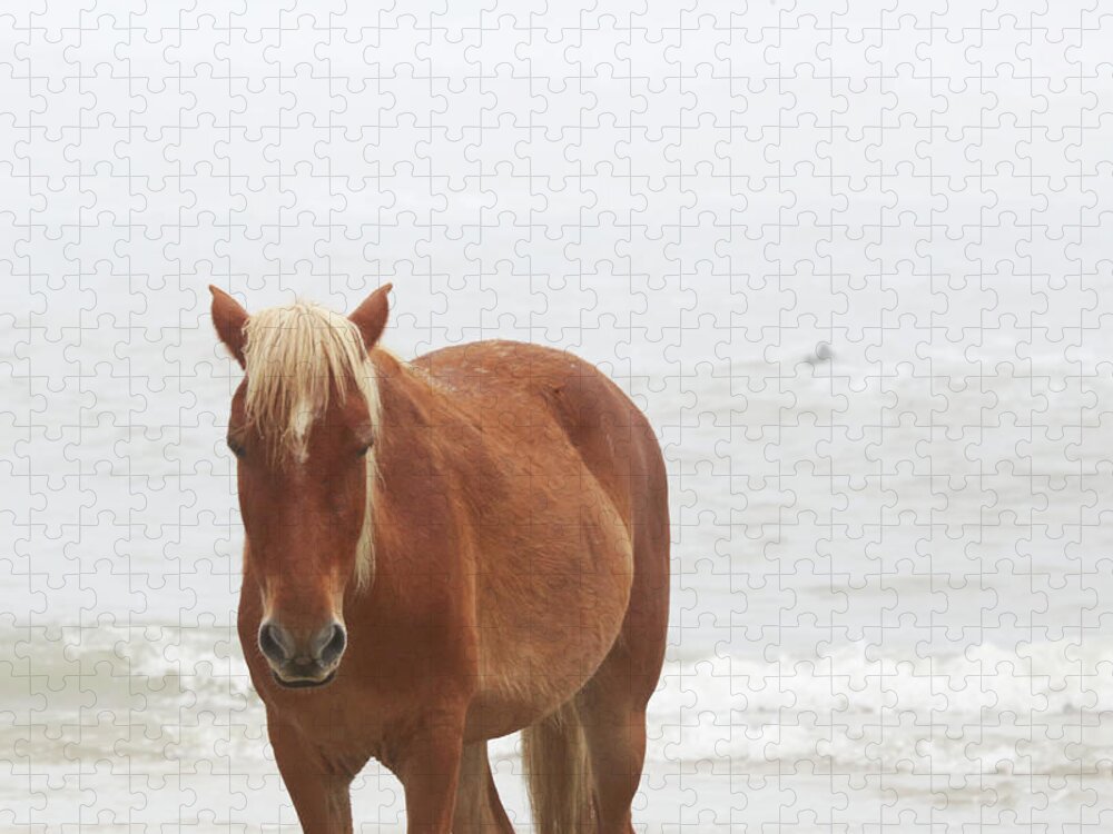 Wild Horses Jigsaw Puzzle featuring the photograph Wild Horses At Corolla, NC 23 by David Stasiak
