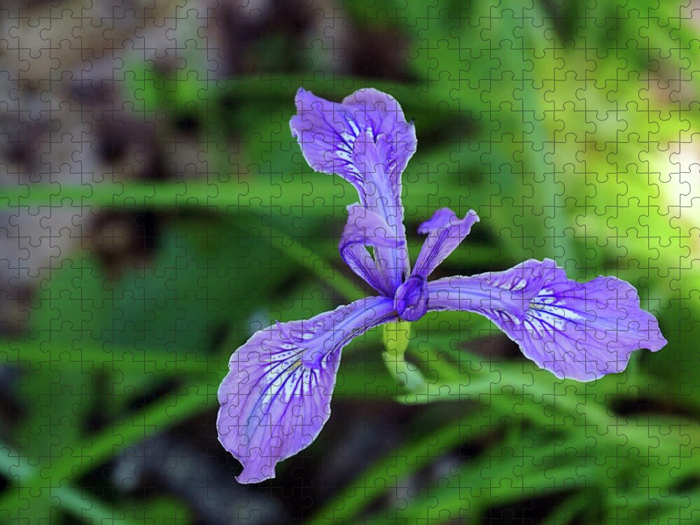 Flowers Jigsaw Puzzle featuring the photograph Wild Iris by Ben Upham III