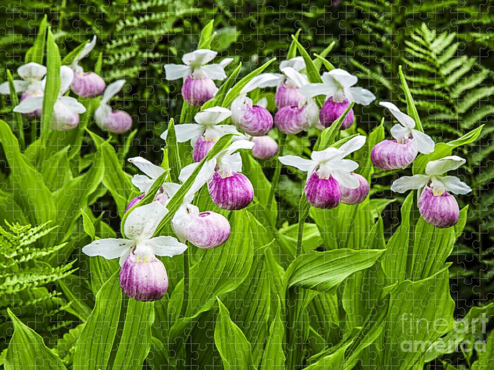 Lady Jigsaw Puzzle featuring the photograph Wild Lady Slipper Flowers by Edward Fielding