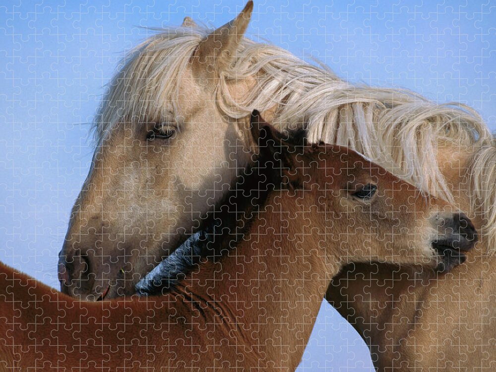 00340033 Jigsaw Puzzle featuring the photograph Wild Mustang Filly and Foal by Yva Momatiuk and John Eastcott