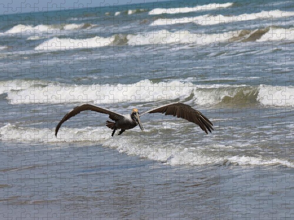 Wild Jigsaw Puzzle featuring the photograph Wild Pelican in Flight by Christy Pooschke