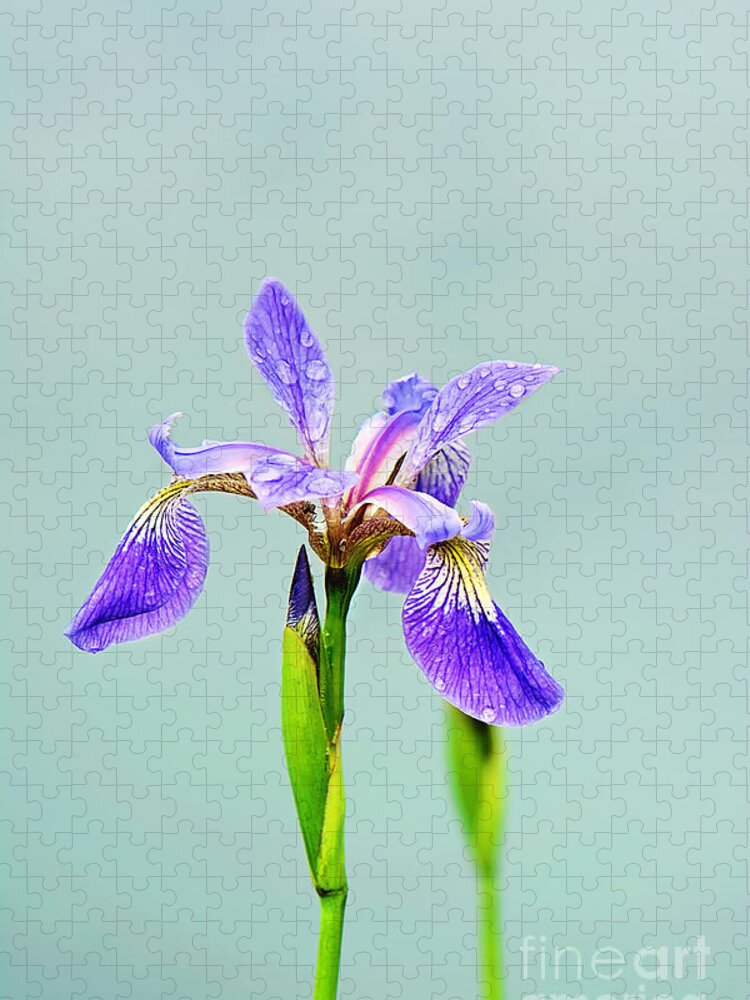 Wild Iris Photo Jigsaw Puzzle featuring the photograph Wild Purple Iris Print by Gwen Gibson