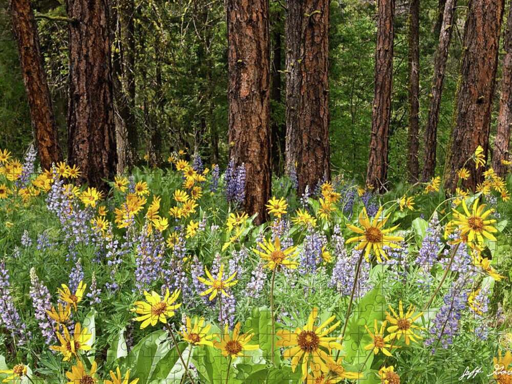 Arrowleaf Balsamroot Jigsaw Puzzle featuring the photograph Balsamroot and Lupine in a Ponderosa Pine Forest by Jeff Goulden