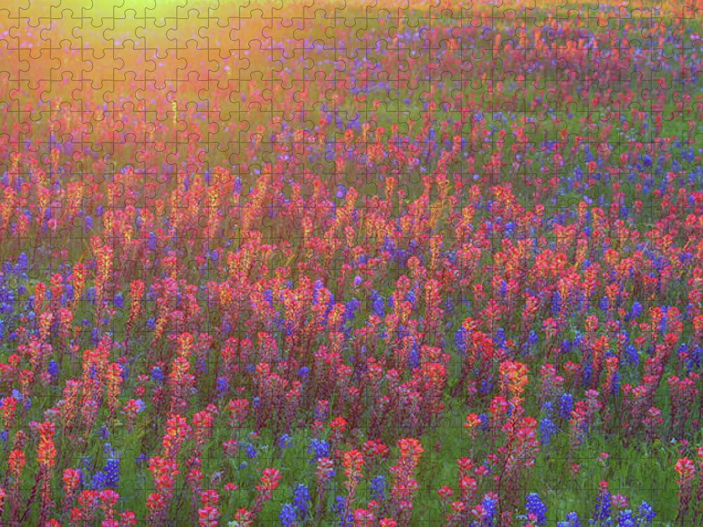 Blue Bonnets Jigsaw Puzzle featuring the photograph Wildflowers in Texas by Robert Bellomy