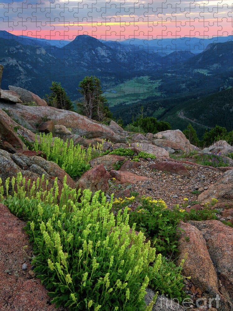 Wildflowers Jigsaw Puzzle featuring the photograph Wildflowers on Trail Ridge Road in Rocky Mountain National Park by Ronda Kimbrow