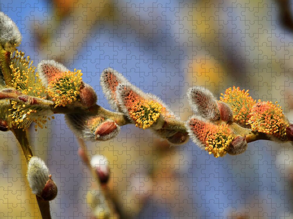 Pussy Willow Jigsaw Puzzle featuring the photograph Willow Buds by Donna Kennedy