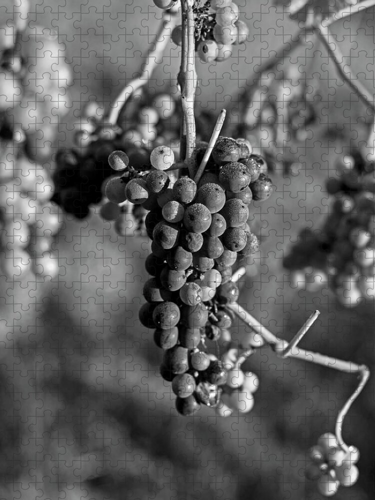 Grape Jigsaw Puzzle featuring the photograph Wine in process Vineyard Grapevine in Sebastopol CA Purple and Green Grapes Black and White by Toby McGuire