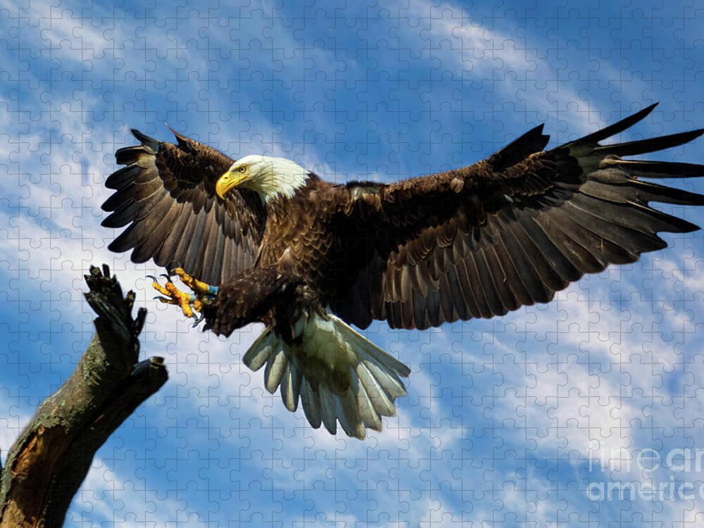 Eagle Jigsaw Puzzle featuring the photograph Wings Outstretched by Eleanor Abramson