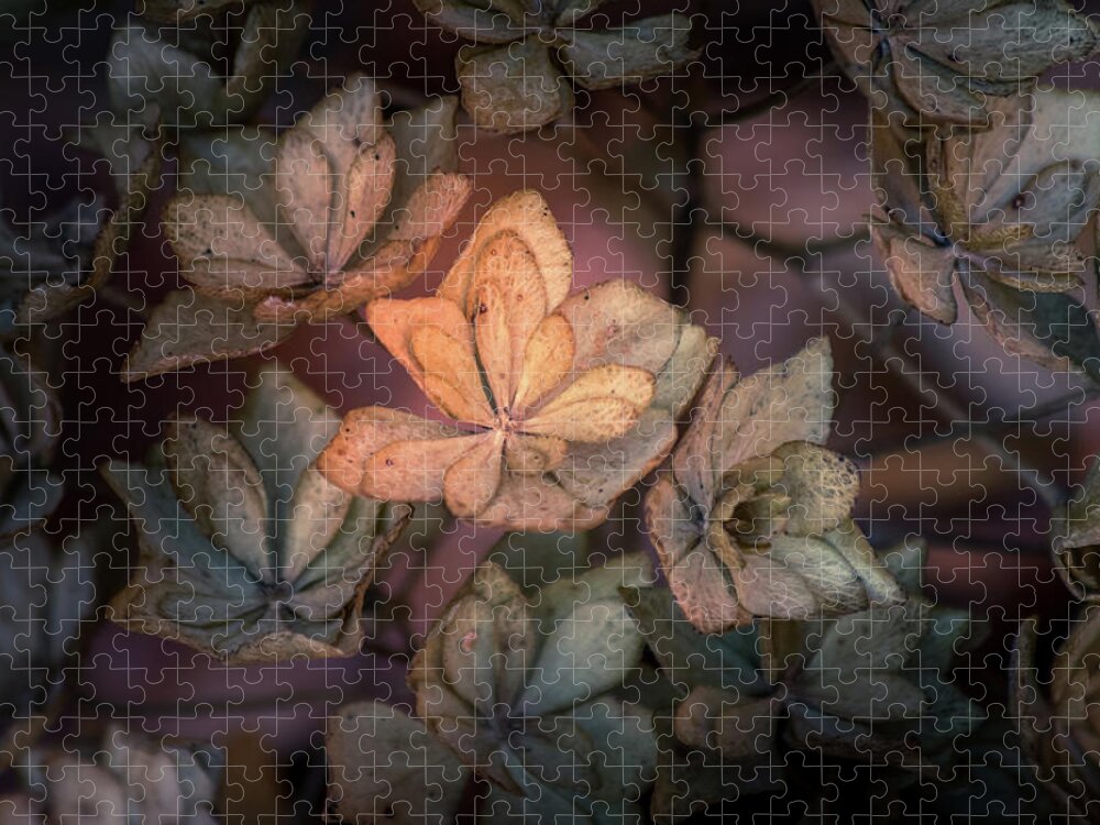 Flower Jigsaw Puzzle featuring the photograph Winter Glow by Allin Sorenson