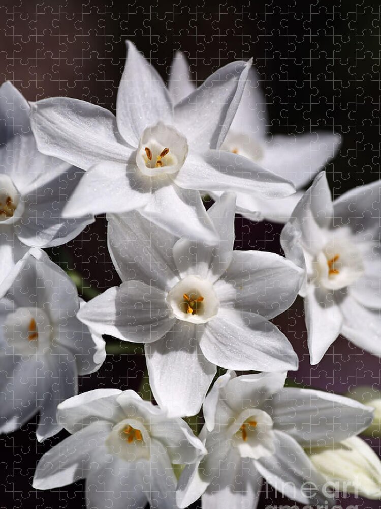 Paperwhite Narcissus Jigsaw Puzzle featuring the photograph Winter Paperwhite Flowers by Joy Watson