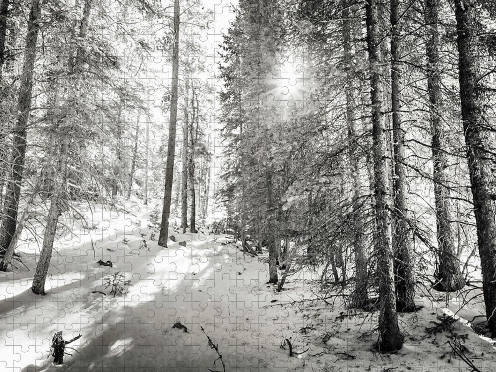 Backcountry Jigsaw Puzzle featuring the photograph Winter Sunshine Forest Shades Of Gray by James BO Insogna