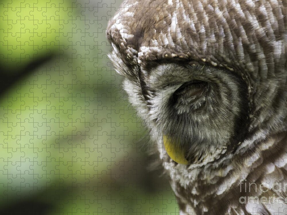Owl Jigsaw Puzzle featuring the photograph Wise 'ol Owl by Jeannette Hunt