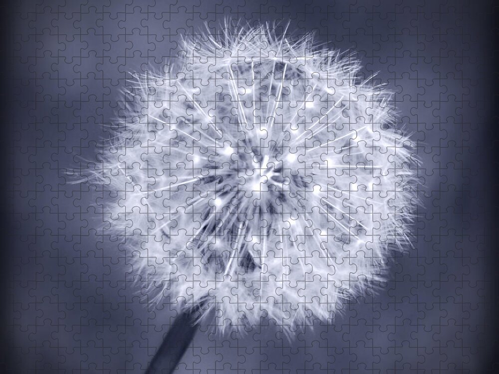 Dandelion Jigsaw Puzzle featuring the photograph Wish by Melanie Alexandra Price