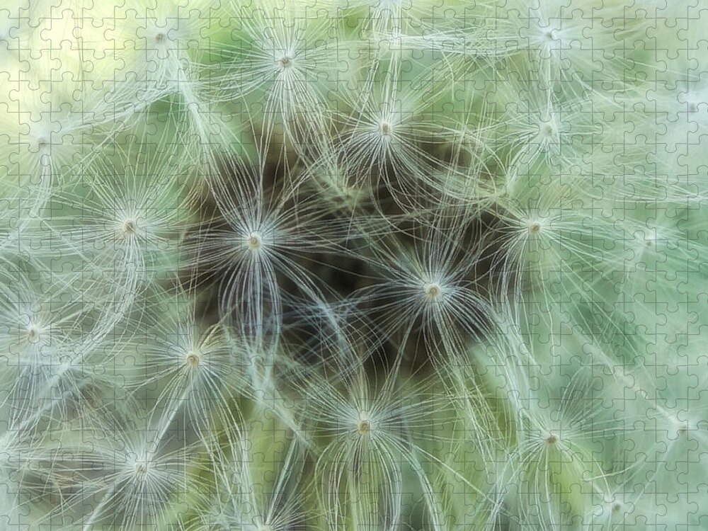 Dandelion Jigsaw Puzzle featuring the photograph Wispy and Delicate by Denise Beverly