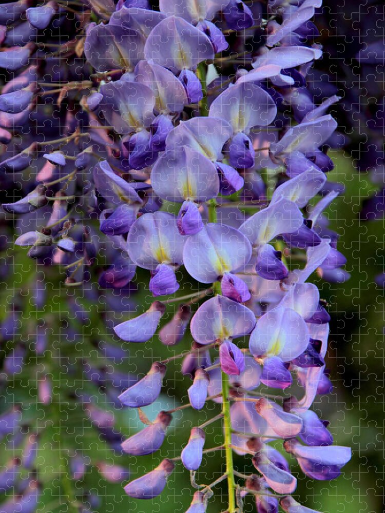 Wisteria Jigsaw Puzzle featuring the photograph Wisteria in Bloom by Jessica Jenney