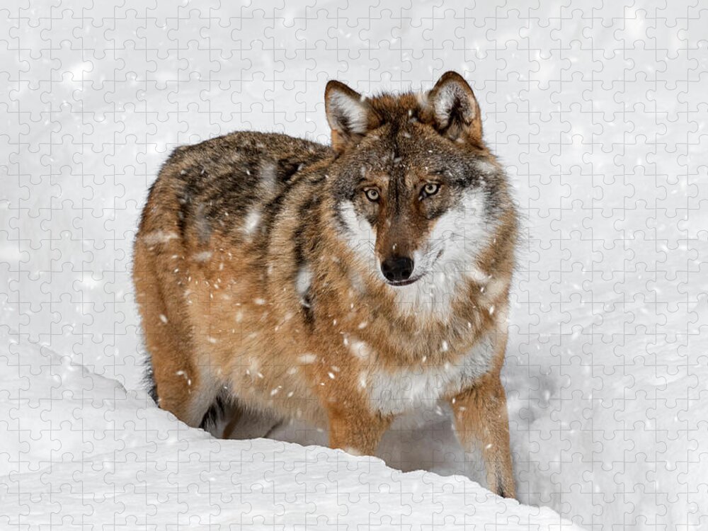 Gray Wolf Jigsaw Puzzle featuring the photograph Wolf Hunting in Winter by Arterra Picture Library