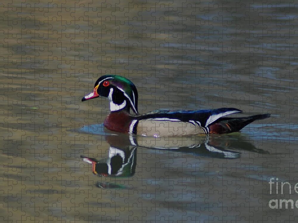 Duck Jigsaw Puzzle featuring the photograph Wood Duck - Male by Ronald Grogan