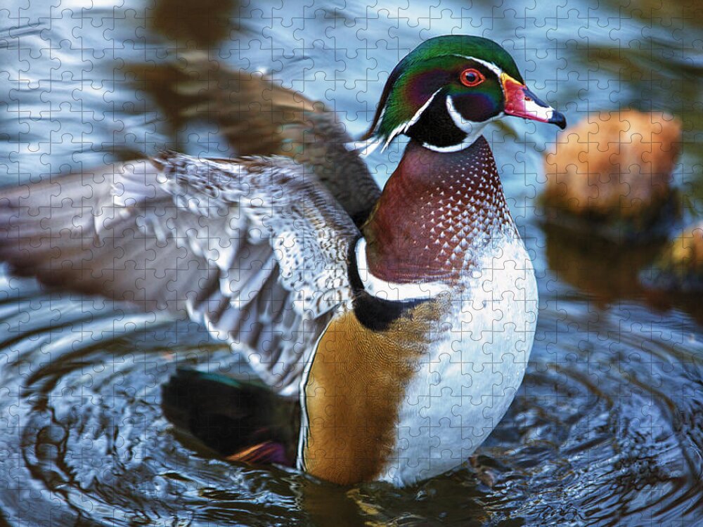 Wildlife Jigsaw Puzzle featuring the photograph Wood Duck Flap by Bill and Linda Tiepelman