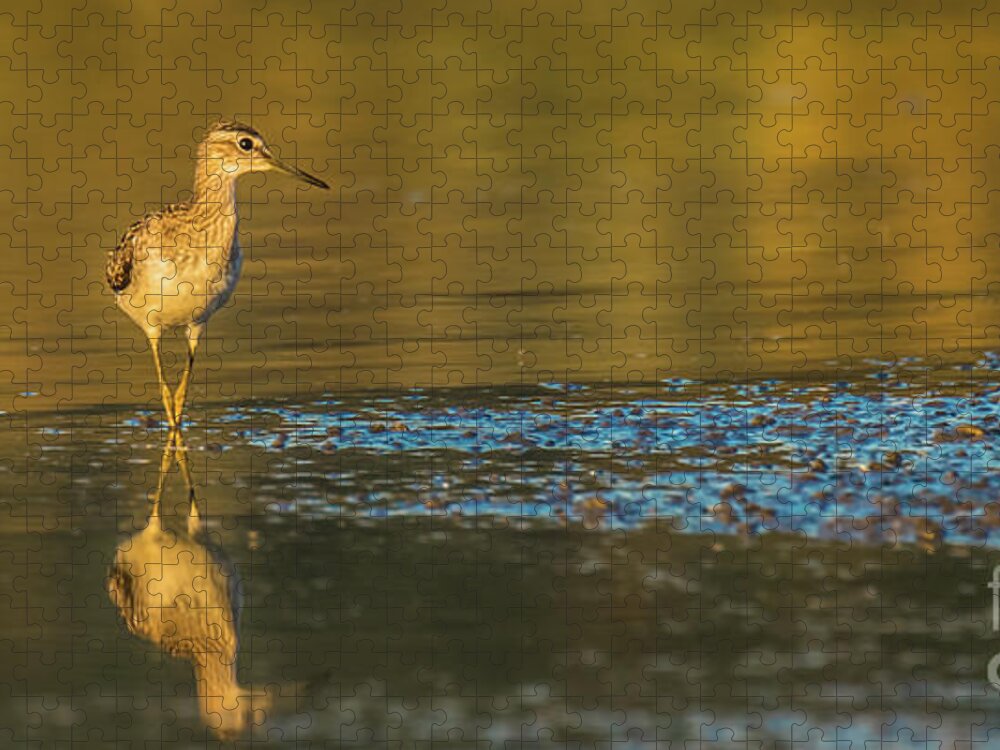Nature Jigsaw Puzzle featuring the photograph Wood sandpiper at sunset by Jivko Nakev