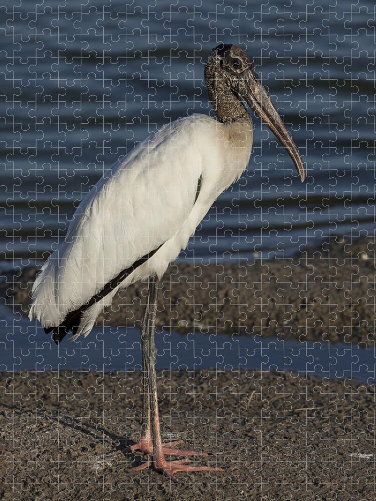 Wood Jigsaw Puzzle featuring the photograph Wood Stork in the final light of day by David Watkins