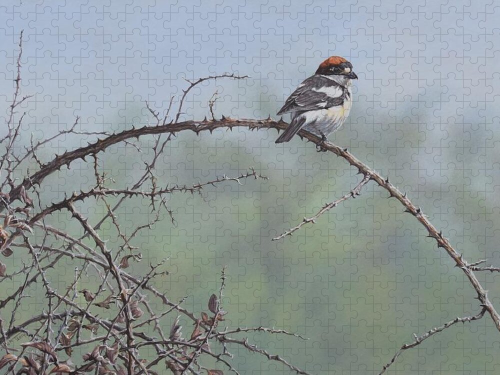 Wildlife Paintings Jigsaw Puzzle featuring the painting Woodchat Shrike by Alan M Hunt