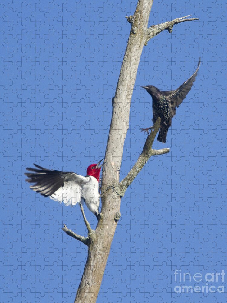 Red-headed Woodpecker Jigsaw Puzzle featuring the photograph Woodpecker And Starling by Marie Read