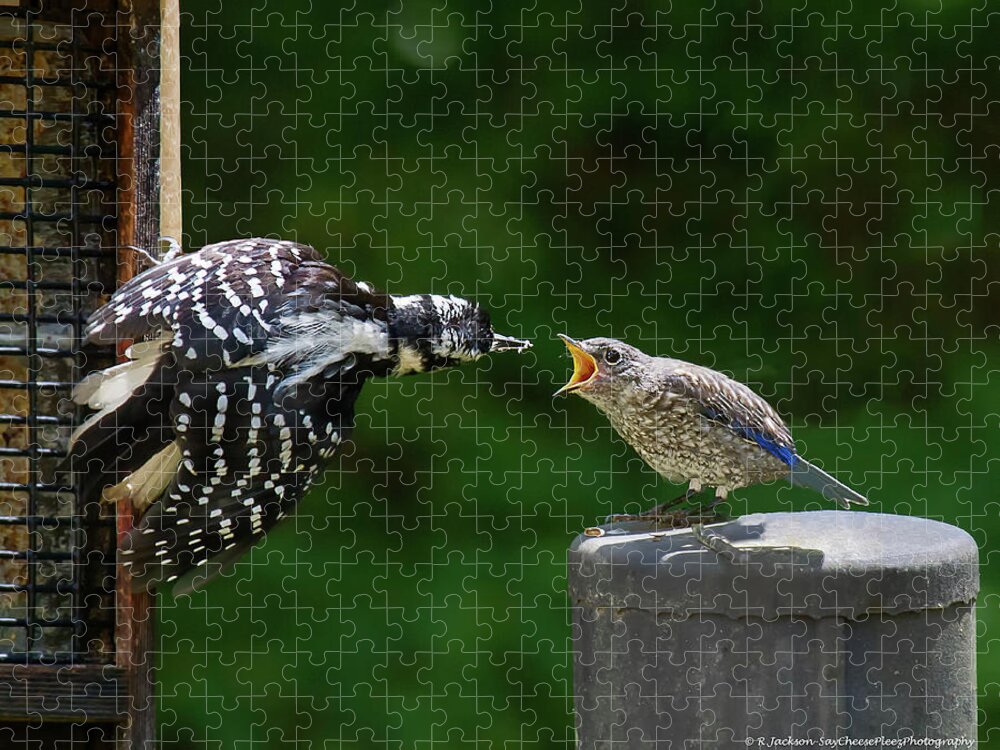 Woodpecker Jigsaw Puzzle featuring the photograph Woodpecker Feeding Bluebird by Robert L Jackson