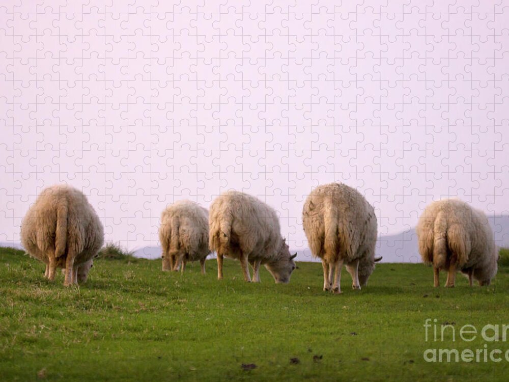 Sheep Jigsaw Puzzle featuring the photograph Wooly Bottoms by Ang El