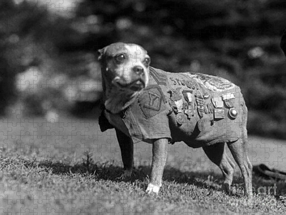 Historic Jigsaw Puzzle featuring the photograph Wwi, Sergeant Stubby, American War Dog by Science Source
