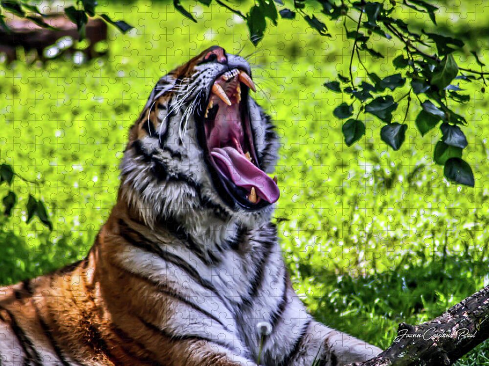 Bengal Tiger Jigsaw Puzzle featuring the photograph Yawning Tiger by Joann Copeland-Paul