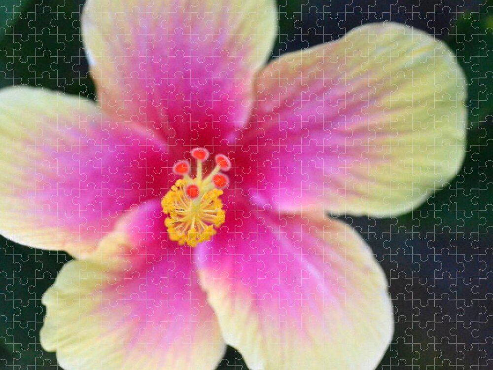 Flower Jigsaw Puzzle featuring the photograph Yellow and Pink Hibiscus 2 by Amy Fose