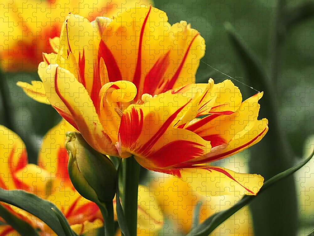 Tulip Jigsaw Puzzle featuring the photograph Yellow and Red Triumph Tulips by Rona Black