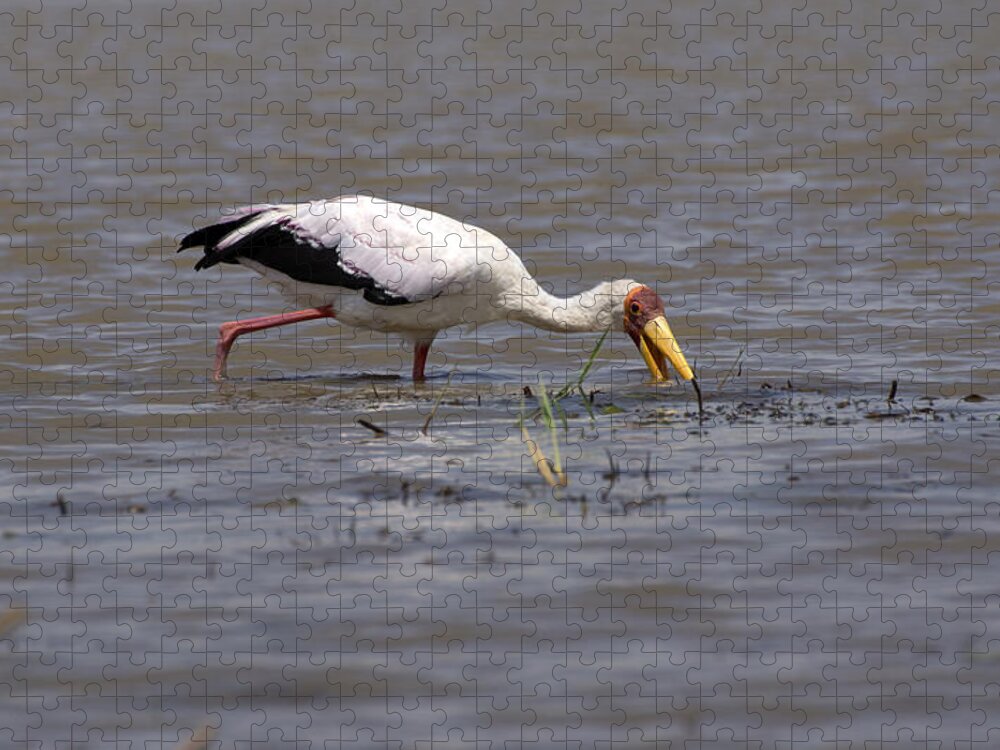 Yellow Billed Stork Jigsaw Puzzle featuring the photograph Yellow Billed Stork, Birds Of Africa by Aidan Moran