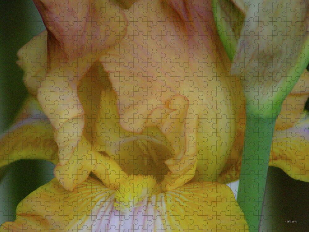 Home Décor Jigsaw Puzzle featuring the photograph Yellow Blush Iris 1284 H_2 by Steven Ward