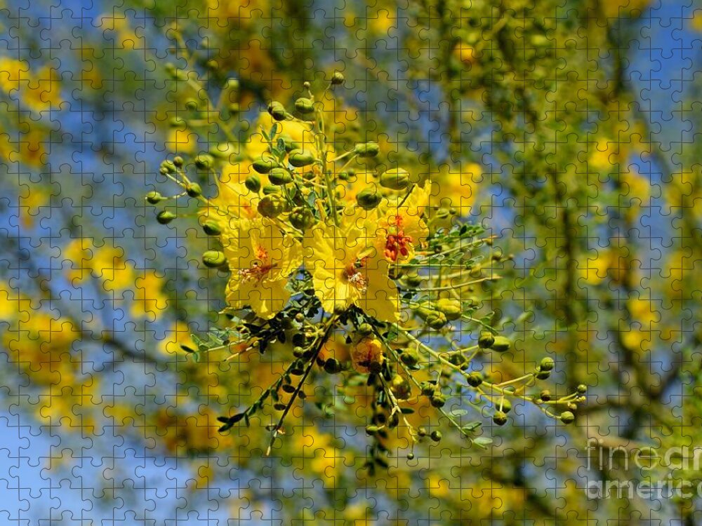 Arizona Jigsaw Puzzle featuring the photograph Yellow Burst Of Spring by Janet Marie